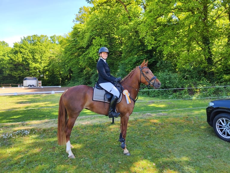 Deutsches Reitpony Stute 4 Jahre 148 cm Fuchs in Marklohe