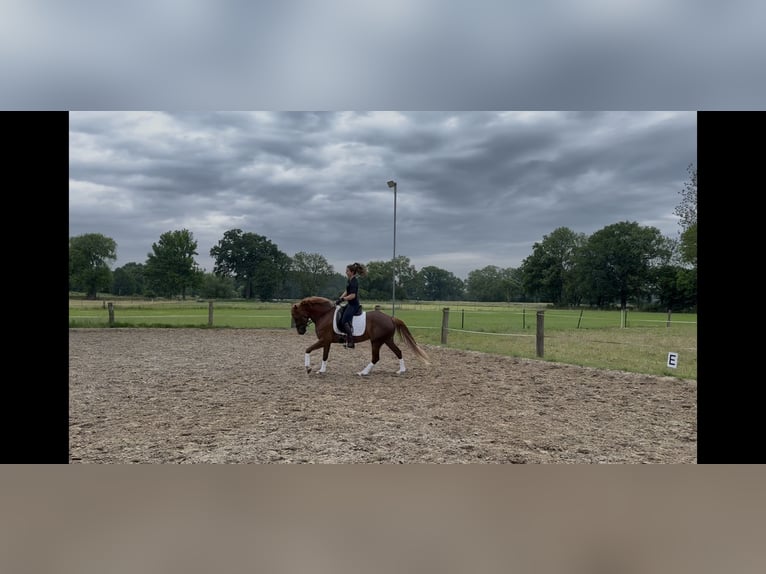 Deutsches Reitpony Stute 4 Jahre 148 cm Fuchs in Marklohe