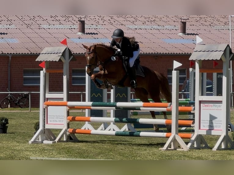 Deutsches Reitpony Stute 4 Jahre 148 cm Fuchs in Marklohe
