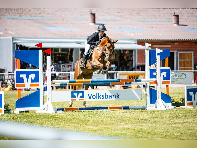 Deutsches Reitpony Stute 4 Jahre 148 cm Fuchs in Marklohe