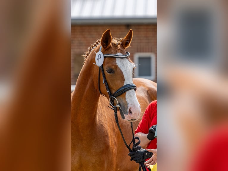 Deutsches Reitpony Stute 4 Jahre 148 cm Fuchs in Neuenhaus