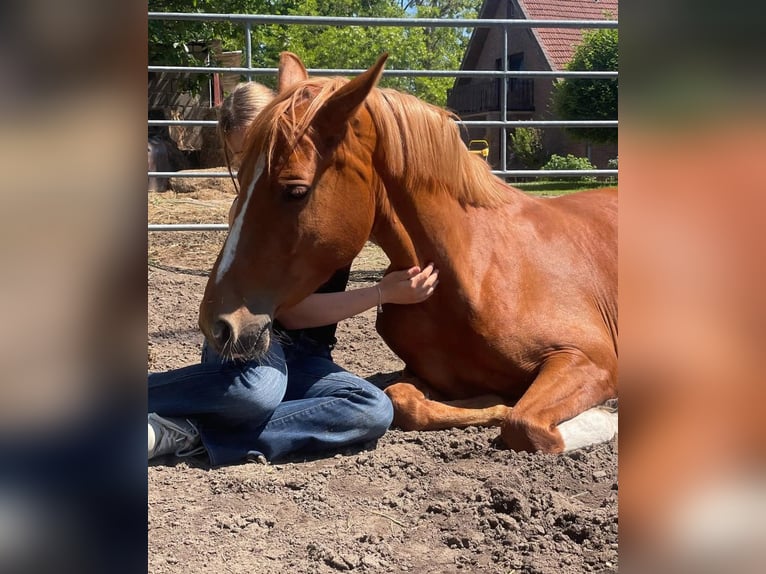 Deutsches Reitpony Stute 4 Jahre 148 cm Fuchs in Rees