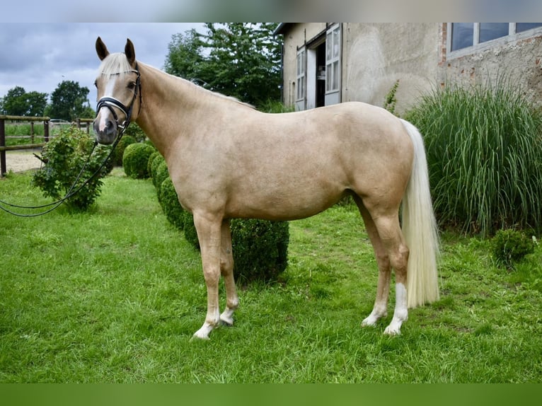 Deutsches Reitpony Stute 4 Jahre 148 cm Palomino in Kl&#xF6;tze