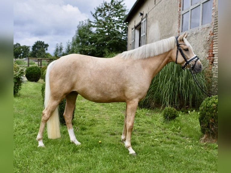 Deutsches Reitpony Stute 4 Jahre 148 cm Palomino in Kl&#xF6;tze
