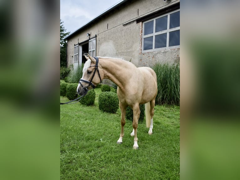 Deutsches Reitpony Stute 4 Jahre 148 cm Palomino in Kl&#xF6;tze