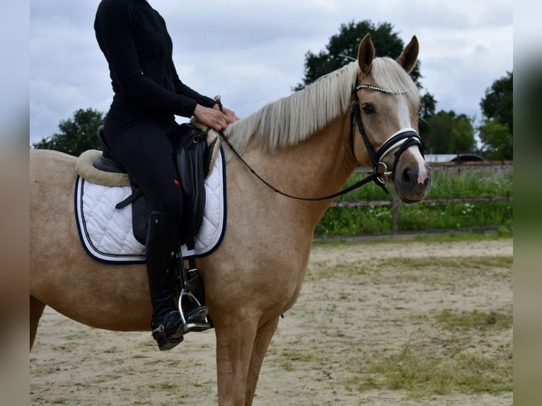 Deutsches Reitpony Stute 4 Jahre 148 cm Palomino in Kl&#xF6;tze