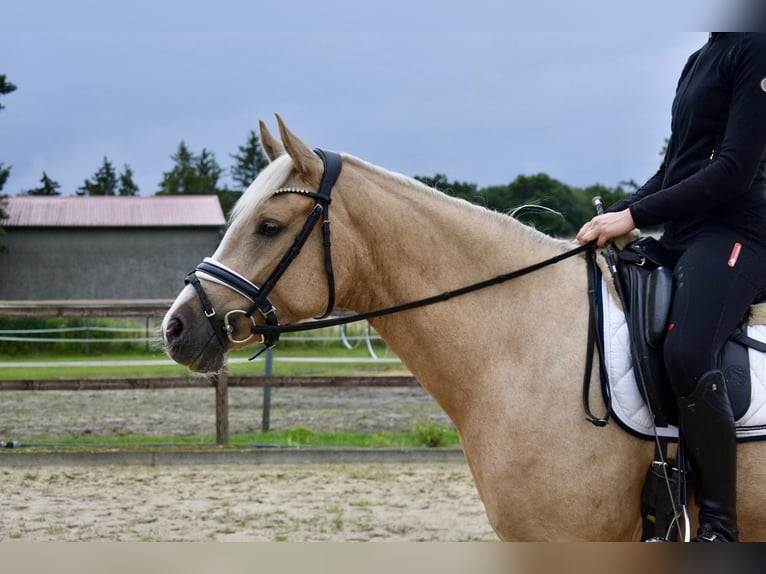 Deutsches Reitpony Stute 4 Jahre 148 cm Palomino in Kl&#xF6;tze