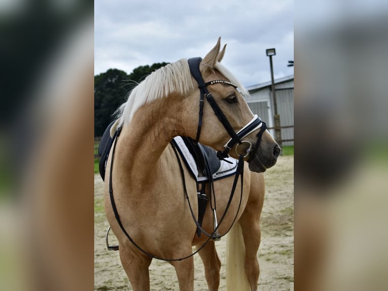 Deutsches Reitpony Stute 4 Jahre 148 cm Palomino in Kl&#xF6;tze