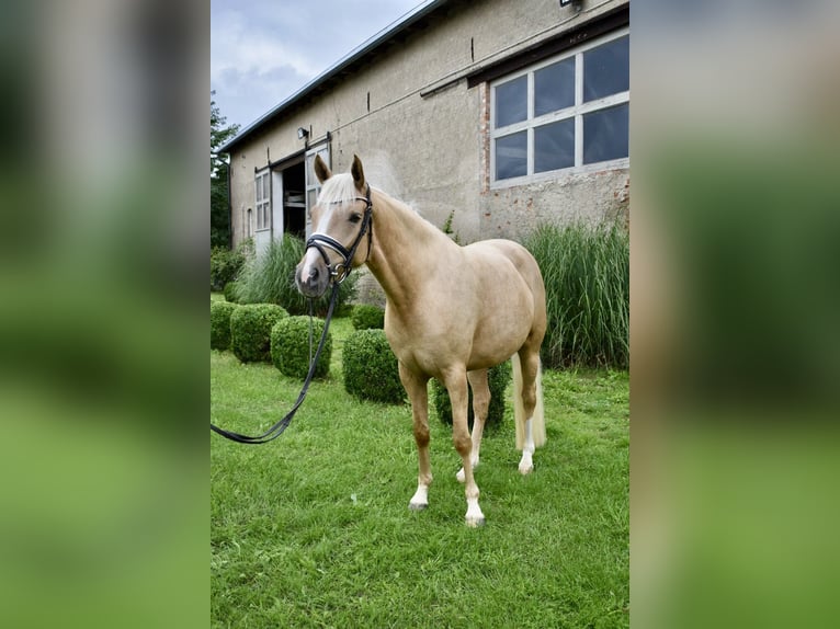 Deutsches Reitpony Stute 4 Jahre 148 cm Palomino in Kl&#xF6;tze