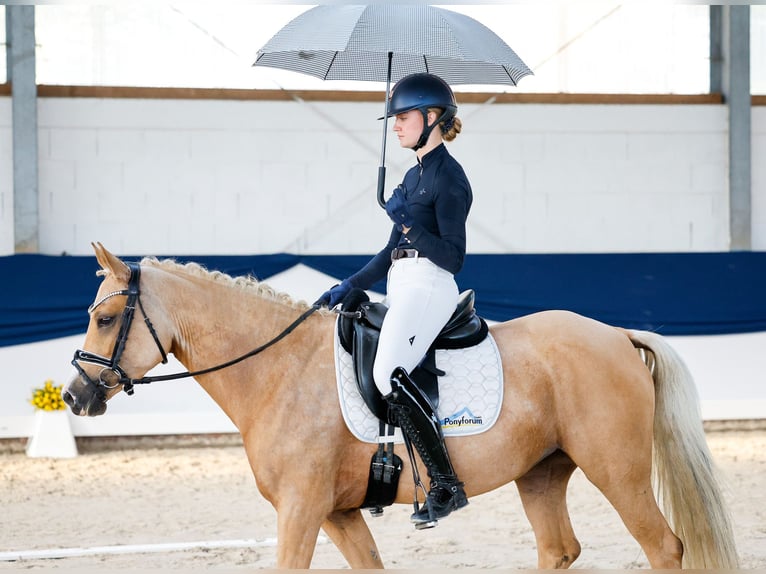 Deutsches Reitpony Stute 4 Jahre 148 cm Palomino in Marsberg