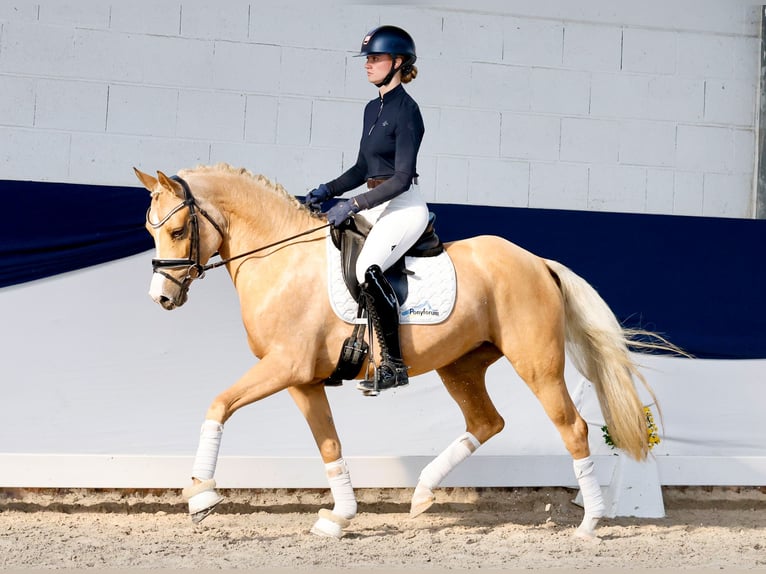 Deutsches Reitpony Stute 4 Jahre 148 cm Palomino in Marsberg