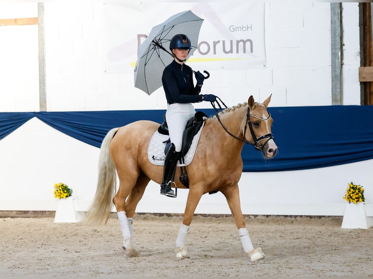 Deutsches Reitpony Stute 4 Jahre 148 cm Palomino in Marsberg