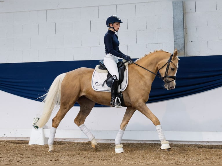 Deutsches Reitpony Stute 4 Jahre 148 cm Palomino in Marsberg