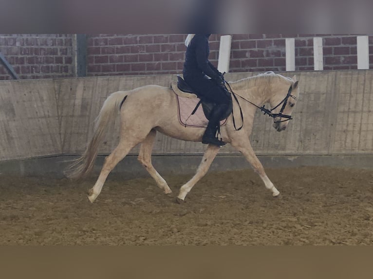 Deutsches Reitpony Stute 4 Jahre 148 cm Palomino in Wachtendonk