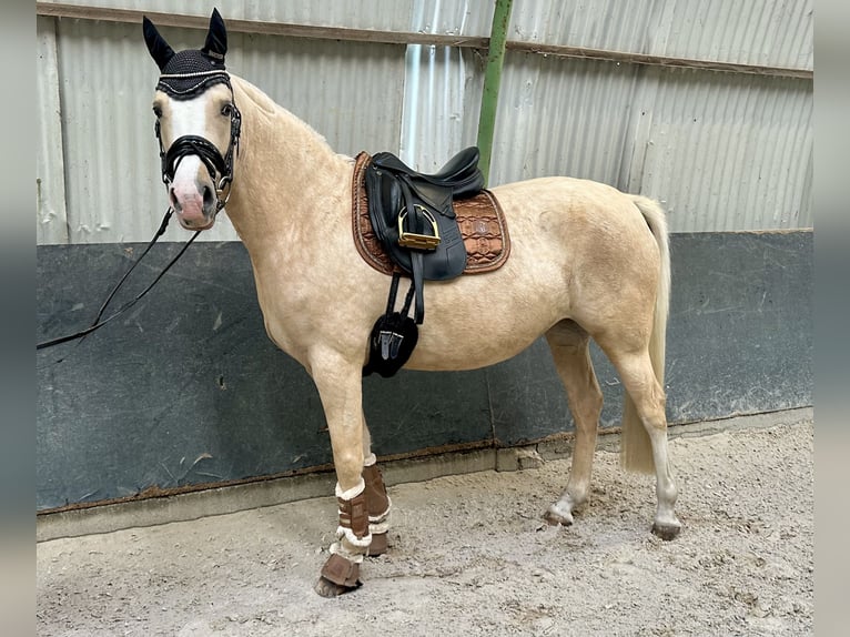 Deutsches Reitpony Stute 4 Jahre 148 cm Palomino in Südliches Anhalt