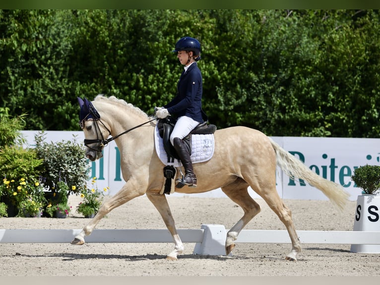 Deutsches Reitpony Stute 4 Jahre 148 cm Palomino in Weilheim an der Teck