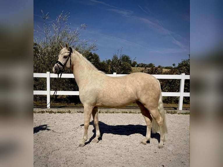 Deutsches Reitpony Stute 4 Jahre 148 cm Palomino in Weilheim an der Teck