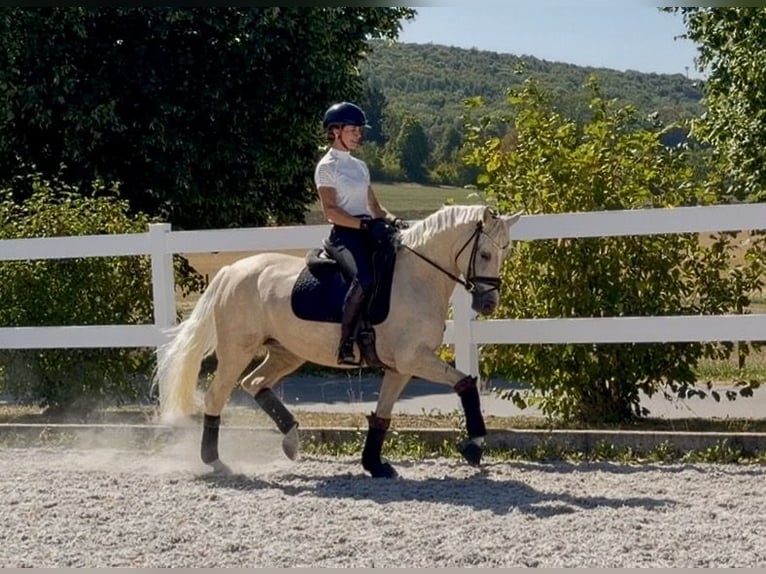 Deutsches Reitpony Stute 4 Jahre 148 cm Palomino in Weilheim an der Teck