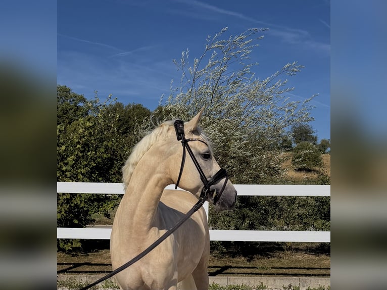 Deutsches Reitpony Stute 4 Jahre 148 cm Palomino in Weilheim an der Teck
