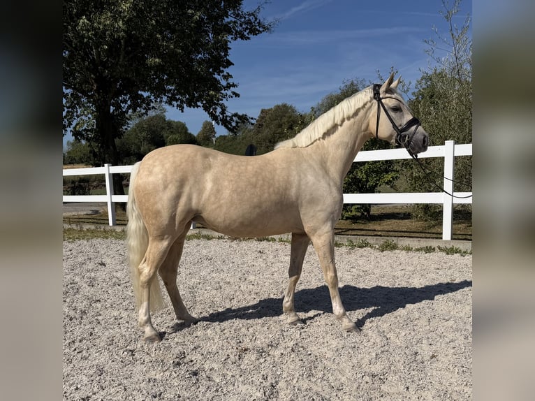 Deutsches Reitpony Stute 4 Jahre 148 cm Palomino in Weilheim an der Teck