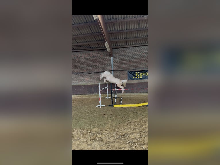 Deutsches Reitpony Stute 4 Jahre 148 cm Perlino in Sendenhorst