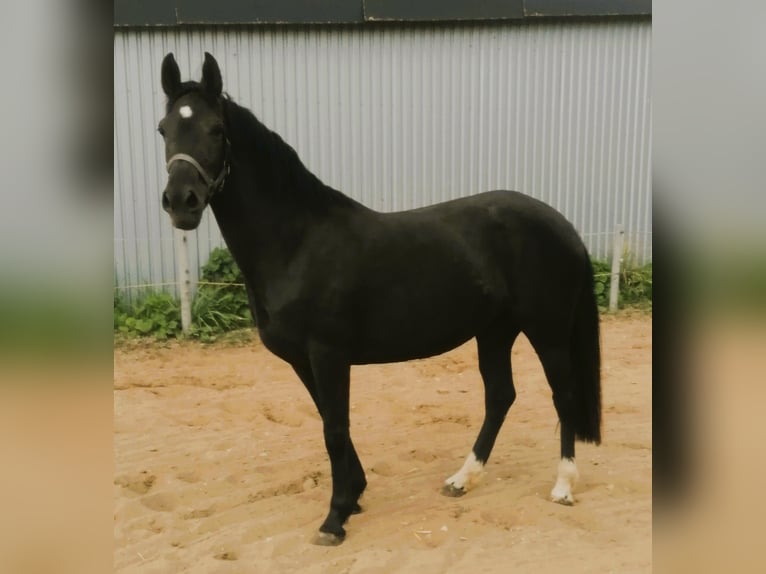 Deutsches Reitpony Stute 4 Jahre 148 cm Rappe in Viöl