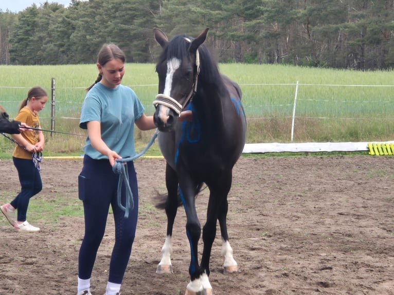 Deutsches Reitpony Stute 4 Jahre 148 cm Rappe in Schlagenthin