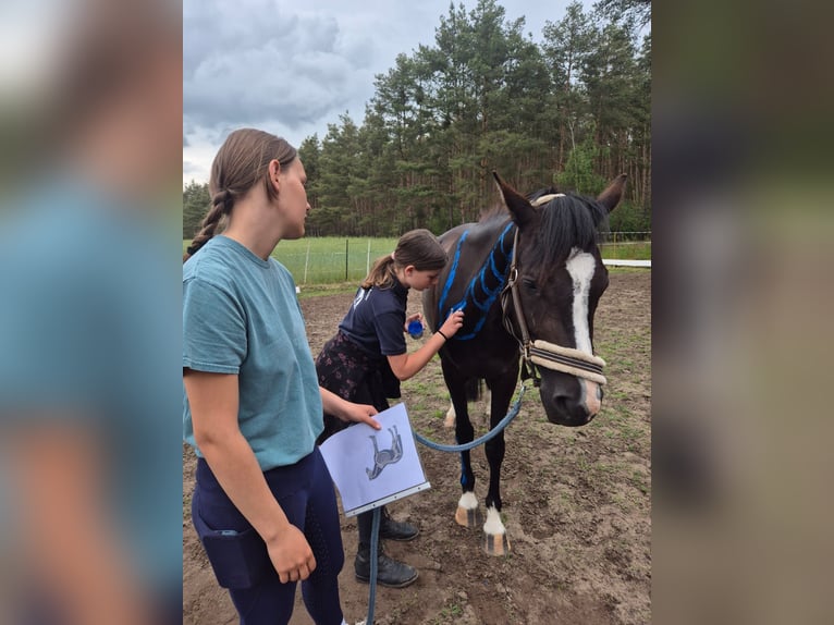 Deutsches Reitpony Stute 4 Jahre 148 cm Rappe in Schlagenthin
