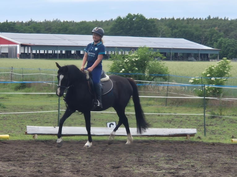 Deutsches Reitpony Stute 4 Jahre 148 cm Rappe in Schlagenthin