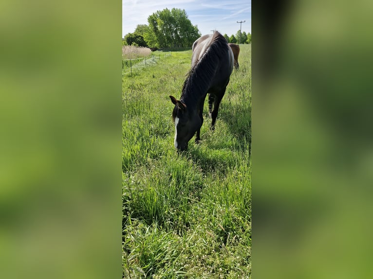 Deutsches Reitpony Stute 4 Jahre 148 cm Rappe in Schlagenthin