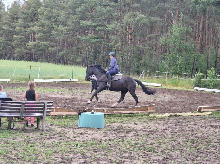 Deutsches Reitpony Stute 4 Jahre 148 cm Rappe in Schlagenthin