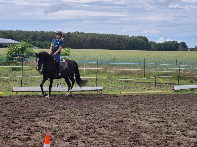 Deutsches Reitpony Stute 4 Jahre 148 cm Rappe in Schlagenthin