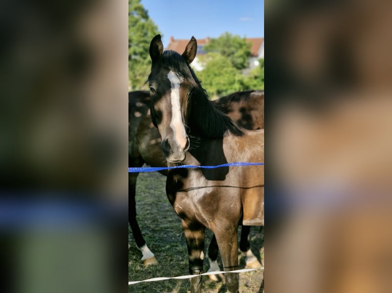 Deutsches Reitpony Stute 4 Jahre 148 cm Rappe in Schlagenthin
