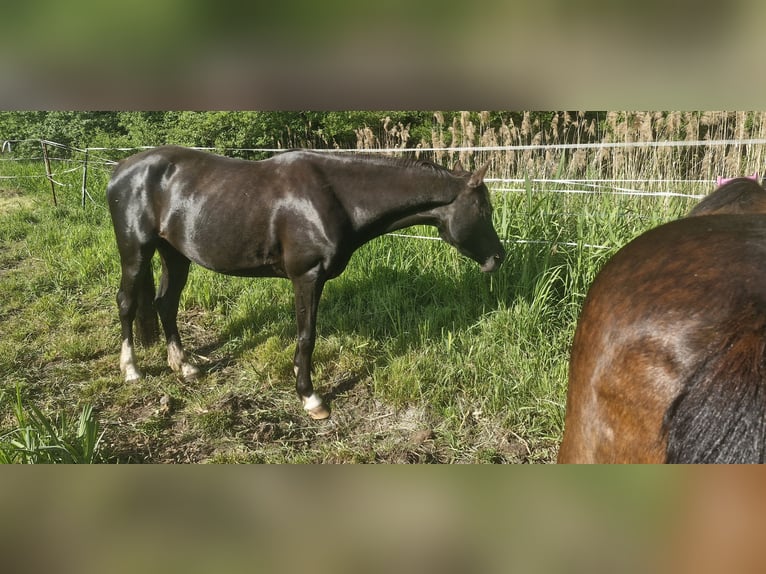 Deutsches Reitpony Stute 4 Jahre 148 cm Rappe in Schlagenthin