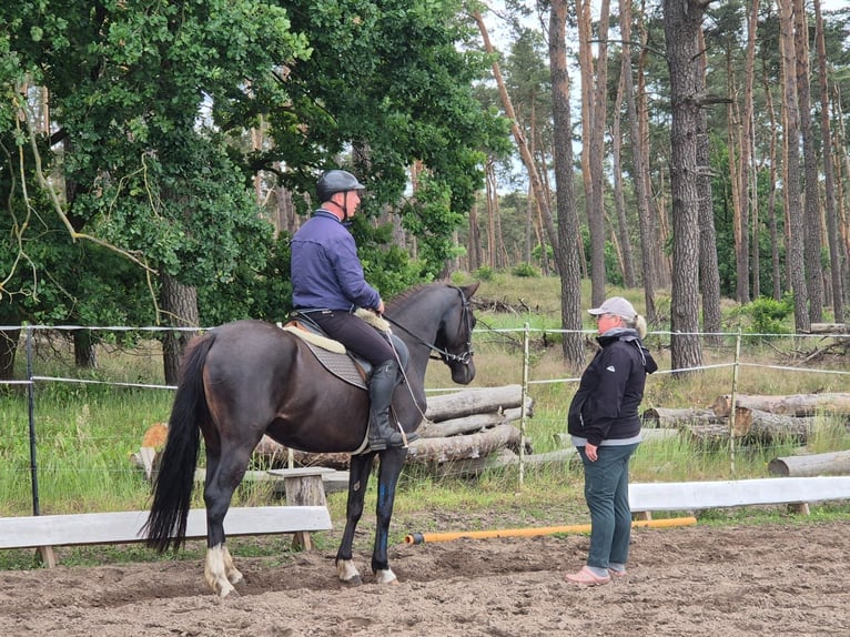 Deutsches Reitpony Stute 4 Jahre 148 cm Rappe in Schlagenthin