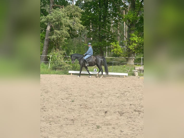 Deutsches Reitpony Stute 4 Jahre 148 cm Rappe in Schlagenthin