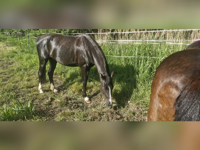 Deutsches Reitpony Stute 4 Jahre 148 cm Rappe in Schlagenthin