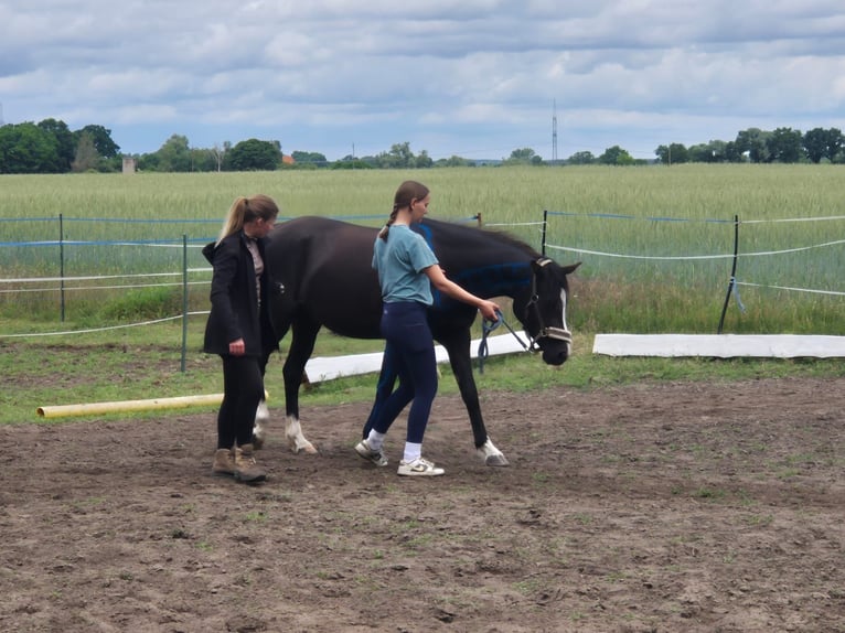 Deutsches Reitpony Stute 4 Jahre 148 cm Rappe in Schlagenthin