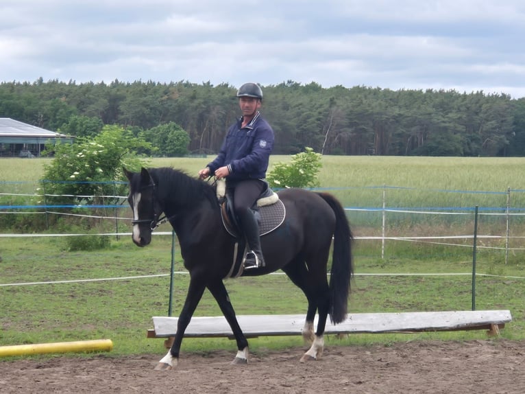 Deutsches Reitpony Stute 4 Jahre 148 cm Rappe in Schlagenthin