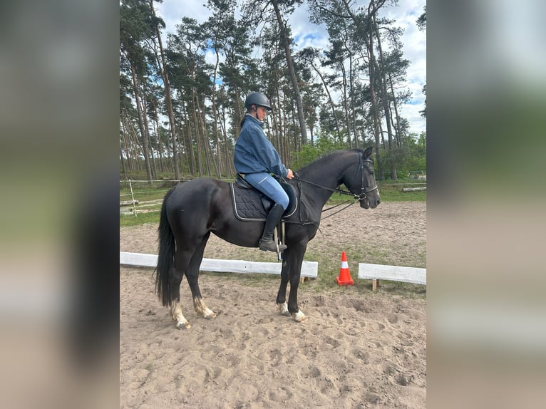 Deutsches Reitpony Stute 4 Jahre 148 cm Rappe in Schlagenthin
