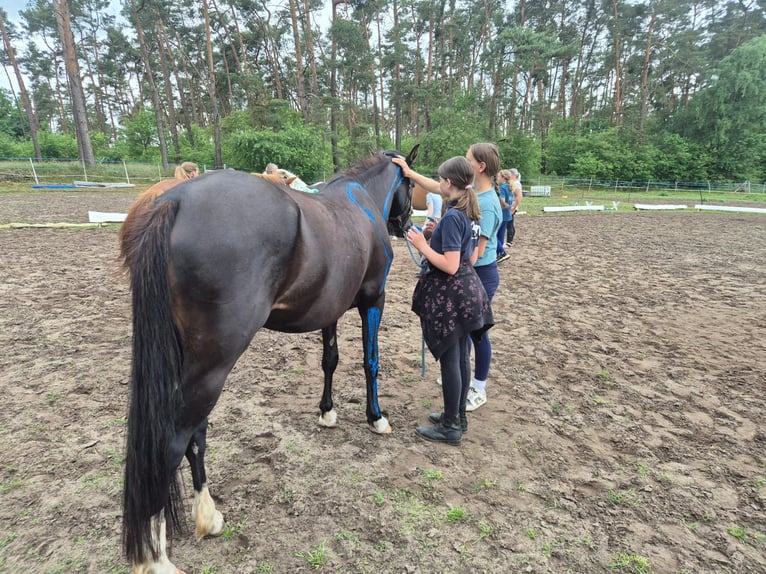 Deutsches Reitpony Stute 4 Jahre 148 cm Rappe in Schlagenthin