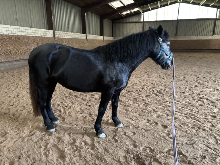 Deutsches Reitpony Mix Stute 4 Jahre 148 cm Rappe in Dortmund