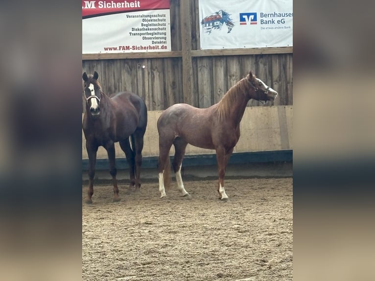 Deutsches Reitpony Stute 4 Jahre 148 cm Roan-Red in Filderstadt