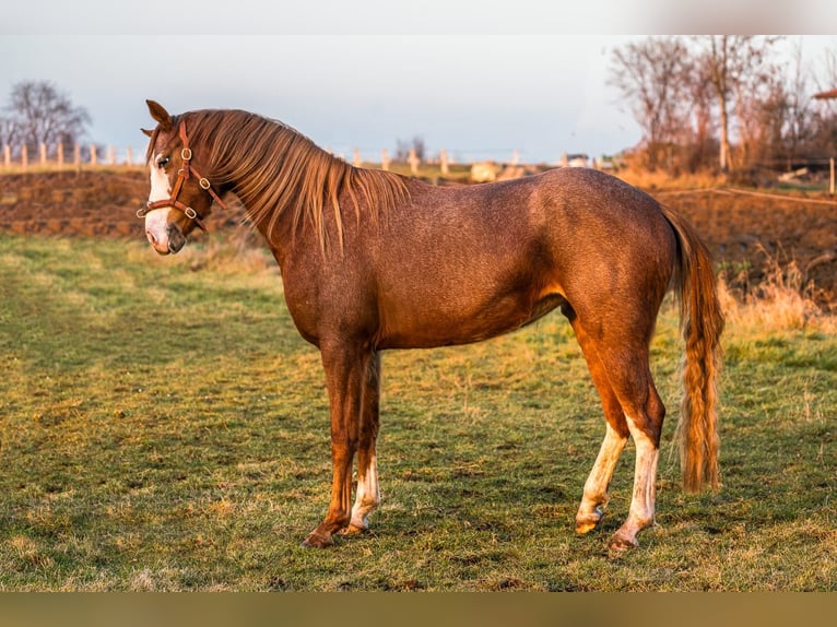 Deutsches Reitpony Stute 4 Jahre 148 cm Roan-Red in Filderstadt