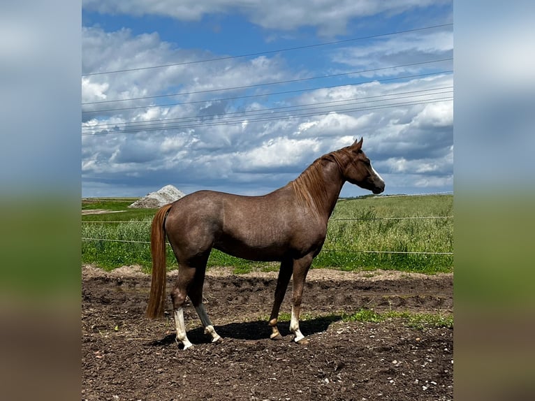 Deutsches Reitpony Stute 4 Jahre 148 cm Roan-Red in Filderstadt