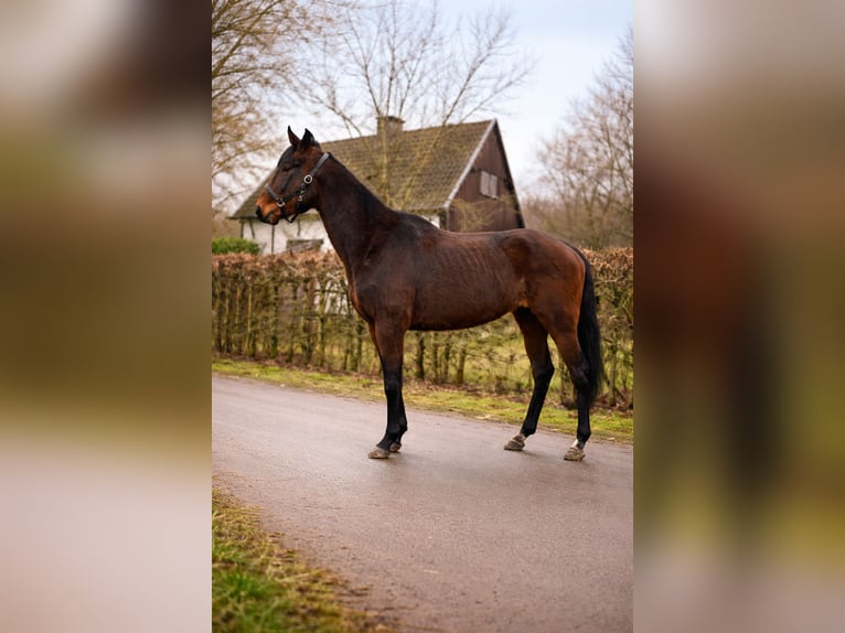 Deutsches Reitpony Stute 4 Jahre 149 cm Brauner in Blankenheim