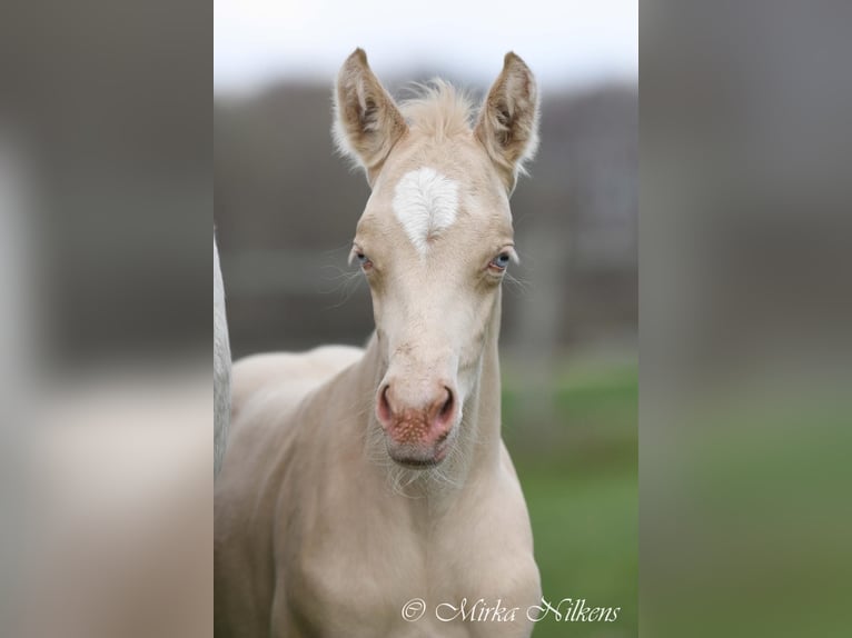 Deutsches Reitpony Stute 4 Jahre 149 cm in Nersingen