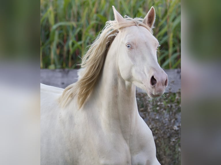 Deutsches Reitpony Stute 4 Jahre 149 cm in Nersingen