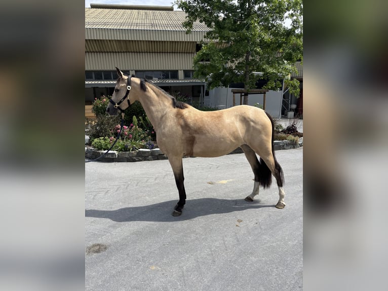 Deutsches Reitpony Stute 4 Jahre 149 cm Falbe in Lippetal