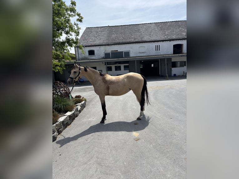 Deutsches Reitpony Stute 4 Jahre 149 cm Falbe in Lippetal